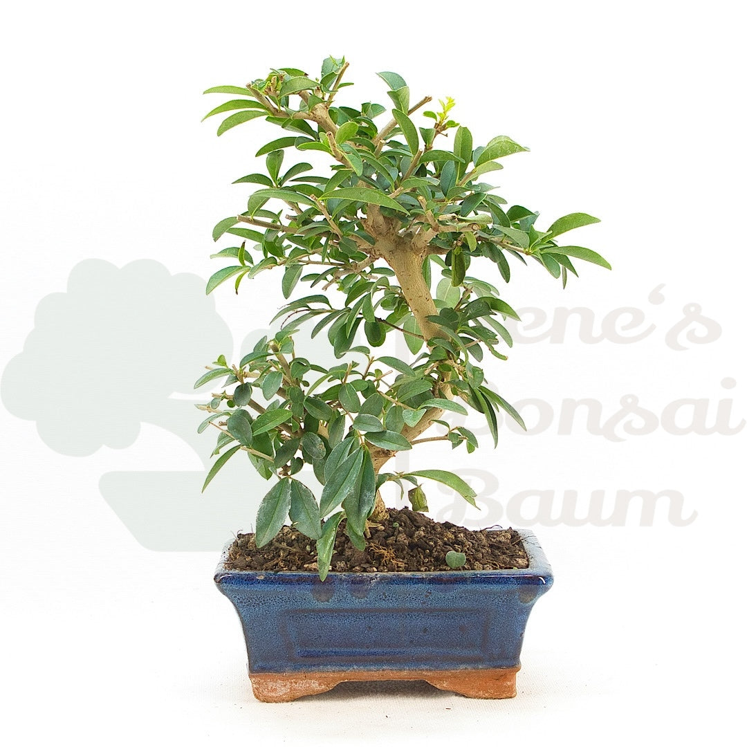 Gewöhnlichen Liguster ‚Ligustrum vulgare‘